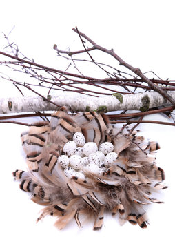 Bird's nest with eggs surrounded by willow twigs