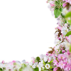 Obraz na płótnie Canvas Spring blossoms background