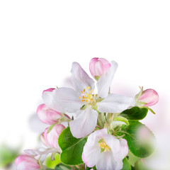 Spring blossoms background