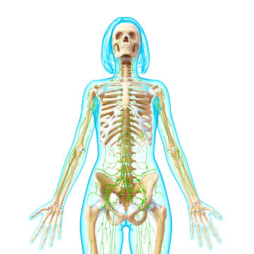 Anatomy of female lymphatic system in front view
