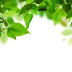 Green leaves