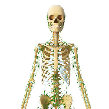 3d Anatomy of skeleton with lymphatic system
