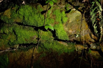 Mossy rock texture
