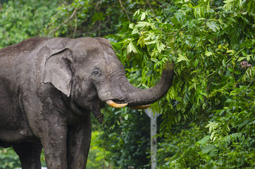 Wild elephants in Thailand Khao Yai National Park, Thailand