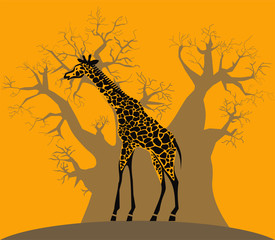 Giraffe and baobab on african savannah