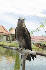 Falco, single female on post