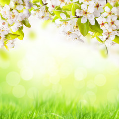 Obraz na płótnie Canvas Easter background with apple blossoms