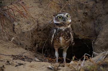 what is that noise?!