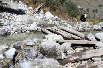 Yak and bridge