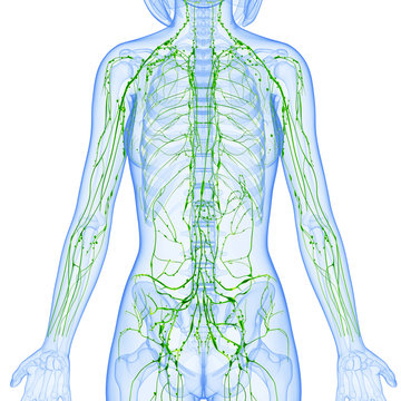 3d Anatomy of female lymphatic system