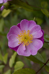 fleur églantier rose rosa canina