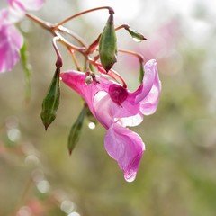 Dr&uuml;siges Springkraut nach dem Regen