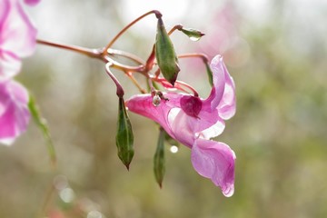 Drüsiges Springkraut nach dem Regen