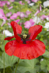 coquelicot rouge, fleur, red poppies, flowers