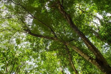 the old big tree with branches and green spring leaves