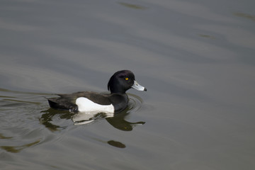 Drake Tufted Duck floats on water
