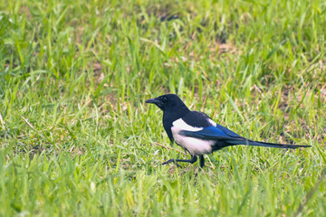 Magpie on a walk