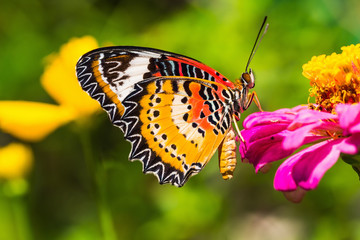 Obraz premium Male leopard lacewing butterfly