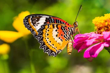 Fototapete Schmetterling Male leopard lacewing butterfly
