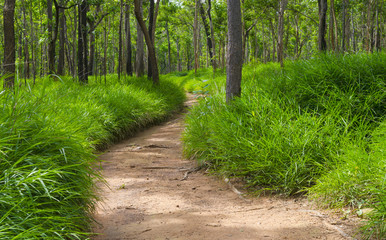 Dry Dipterocarp Forest, Thailand natural field