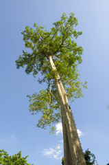 Fototapeta premium Trees are very tall and beautiful sky