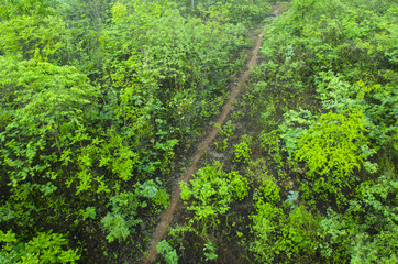 Country road running through the spring deciduous forest at dawn.