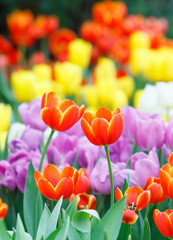 Colorful tulip flower