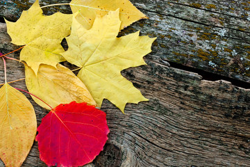 Yellow autumn leaves on the old background