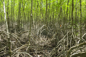 Photo of green fertile mangrove forests of Thailand.