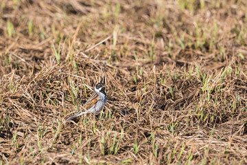 Common Reed Bunting