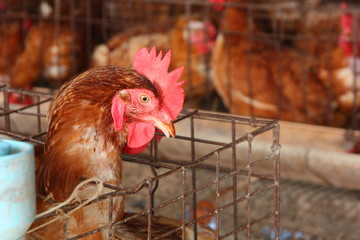 Chicken on traditional poultry farm