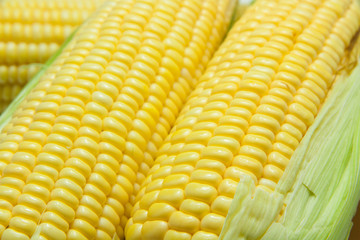 Grains of ripe corn