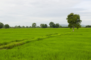 rice plant in rice field