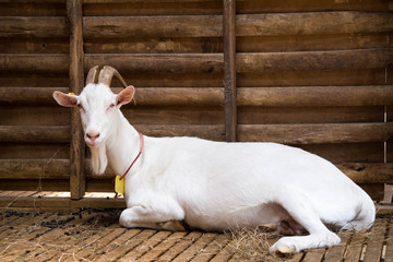 Fototapeta na wymiar goat