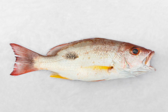 Russell's snapper
