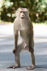 Obraz premium pig tailed macaque