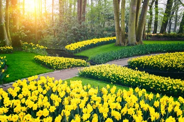 Keuken spatwand met foto Spring landscape with yellow daffodils. Keukenhof garden © Grecaud Paul