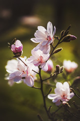 magnolia flower in the park on dark background