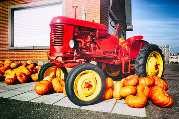 Decorative tractor and fresh pumpkins