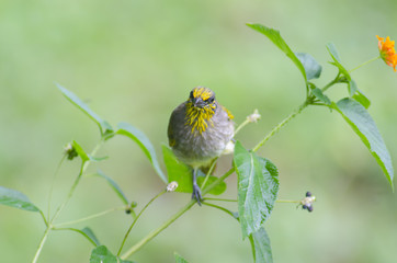 Streak-eared Bulbul (Pycnonotus blanfordi), Bird in nature