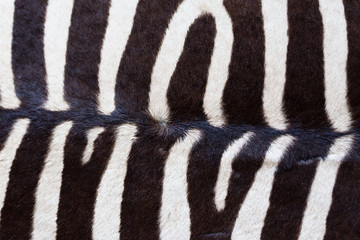 Zebrafell