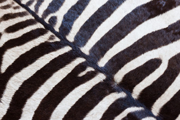 Zebrafell
