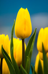 Fototapeta premium Beautiful Yellow Tulips Field closeup shot