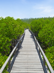 Fototapeta na wymiar Mangroves rich with long wooden bridge in Thailand