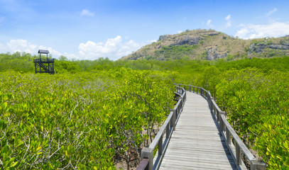 Fototapeta na wymiar Mangroves rich with long wooden bridge in Thailand