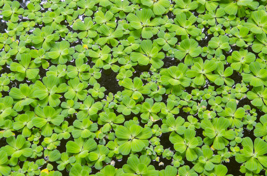 Beautiful green floating water lettuce, Pistia stratiotes