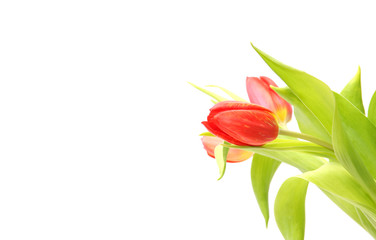 Hintergrund mit Tulpen