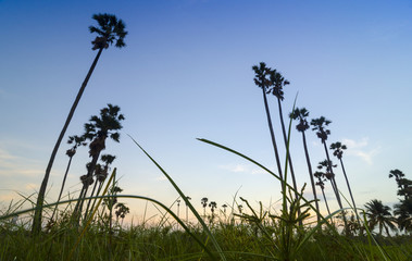 Sugar palm tree on sunset