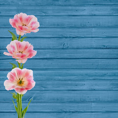 Beautiful bouquet of  tulips on blue wooden background