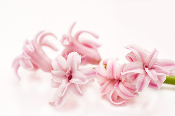 Obraz premium branch of pink hyacinth macro